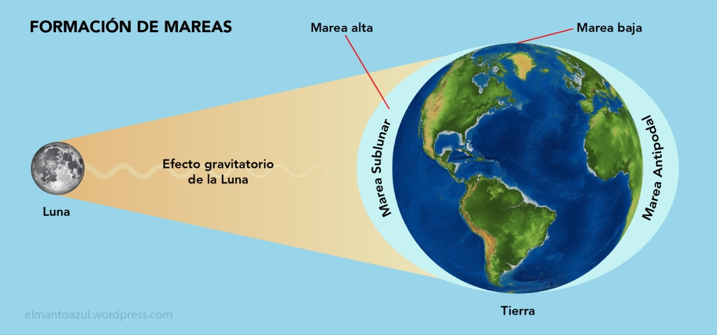 El el gráfico se ve cómo la Luna influye en la atracción de las aguas de la Tierra, generando mareas altas en la zona más próxima, pero también en la cara opuesta de la Tierra.